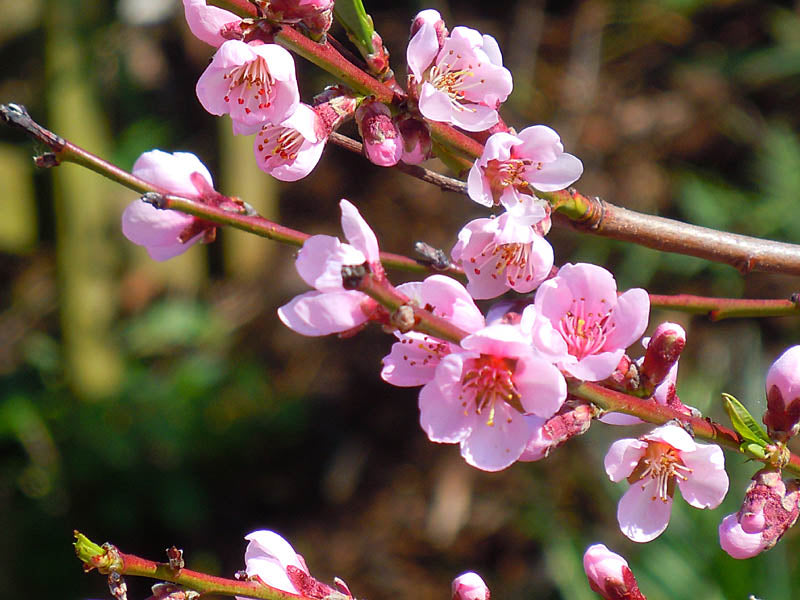 Persika (Prunus persica) ’Frost’ – härdig persikosort för svensk odling i zon 3–4, söt och saftig frukt, relativt motståndskraftig mot krussjuka.