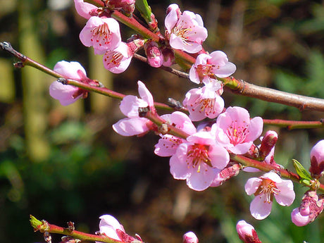 Persika (Prunus persica) ’Frost’ – härdig persikosort för svensk odling i zon 3–4, söt och saftig frukt, relativt motståndskraftig mot krussjuka.