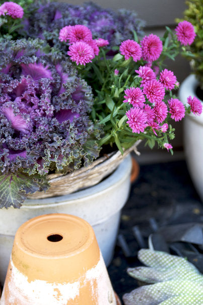 Prydnadskål (Brassica oleracea) i tre nyanser – rödlila, vitgrå och rosa – frosttålig höstplantering i utekrukor och planteringskärl; dekorativt, lättskött bladverk för balkong och rabatt.