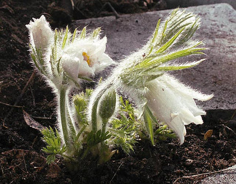 Vit backsippa (Pulsatilla vulgaris alba) i svensk natur – art som övervakas av Floraväktarna; fältinventering rapporteras i Artportalen och stödjer rödlistning, växtskydd och biologisk mångfald via Svenska Botaniska Föreningen och ArtDatabanken.
