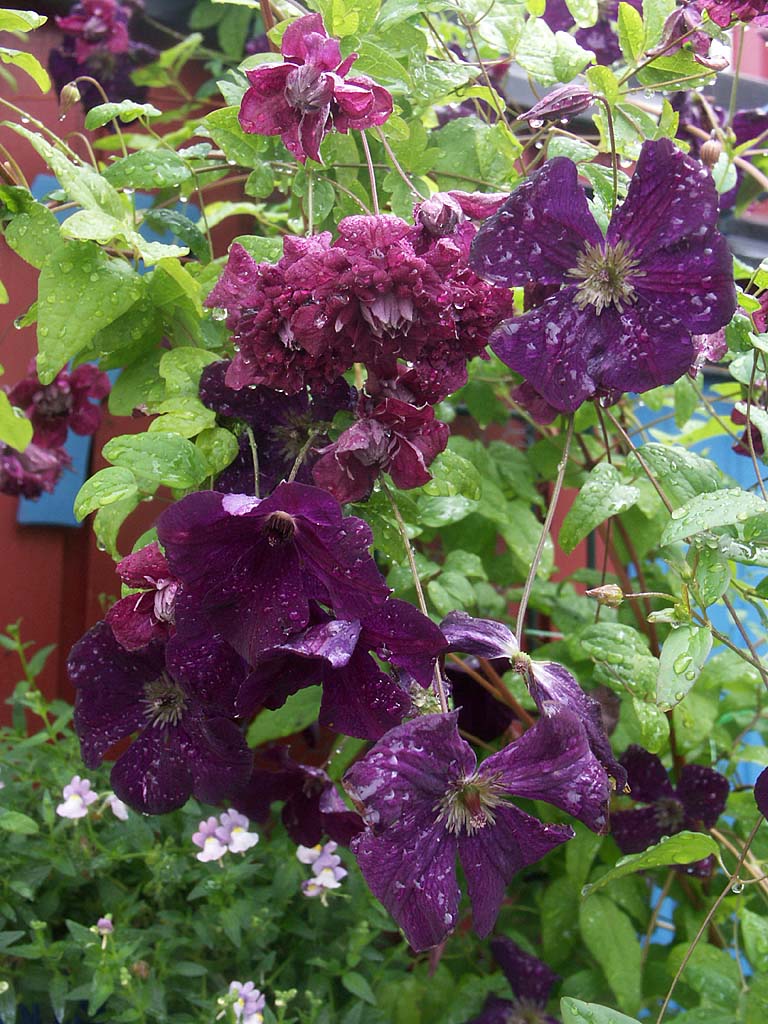 Klematis Viticella 'Purpurea Plena Elegans' och 'Royal Velours' – djupvioletta, långblommande och rikblommande klätterväxter i Viticella-gruppen; lättskötta, beskärningsgrupp 3, härdiga zon 1–4, för spaljéer och pergolor