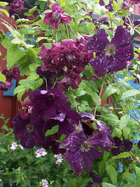 Klematis Viticella 'Purpurea Plena Elegans' och 'Royal Velours' – djupvioletta, långblommande och rikblommande klätterväxter i Viticella-gruppen; lättskötta, beskärningsgrupp 3, härdiga zon 1–4, för spaljéer och pergolor