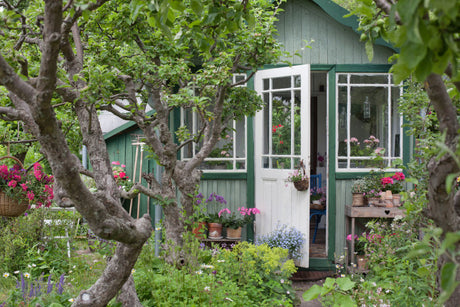 Historisk trädgårdskänsla med tulpaner, pelargoner och lavendel i jordnära toner och terrakotta – trädgårdstrender och inspiration från Blomsterfrämjandet.