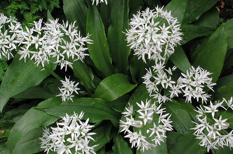 Ramslök Allium ursinum i vild fuktig skog på våren, blanka elliptiska blad med stark vitlöksdoft och vita stjärnformade blommor; förväxlas med liljekonvalj, kinesisk gräslök och kajp.