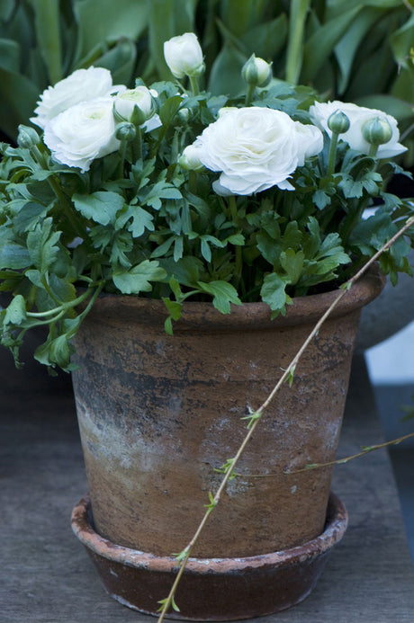 Ranunkel (Ranunculus-hybrid) i lerkruka – kruk- och utplanteringsväxt med tätt fyllda vårblommor; växer i väldränerad, fukthållande jord, trivs svalt (0–15°C) i sol till lätt skugga.