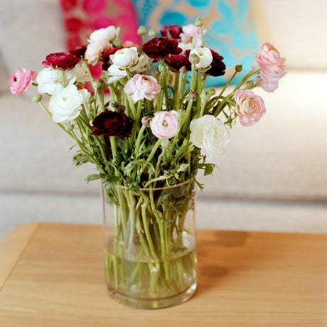 Bukettranunkel – Ranunculus asiaticus/Ranunculus x arendsii – färgsprakande rosliknande ranunkelväxt, populär vårblomma och snittblomma med lång hållbarhet vid sval placering.