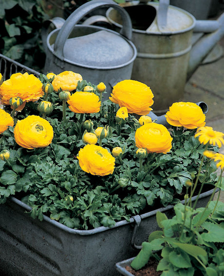 Bukettranunkel (Ranunculus asiaticus) i zinkkruka – färgstarka vårblommor för mars. Perfekt som snittblomma eller i kruka; Månadens Blomma i mars tillsammans med rosenkalla.