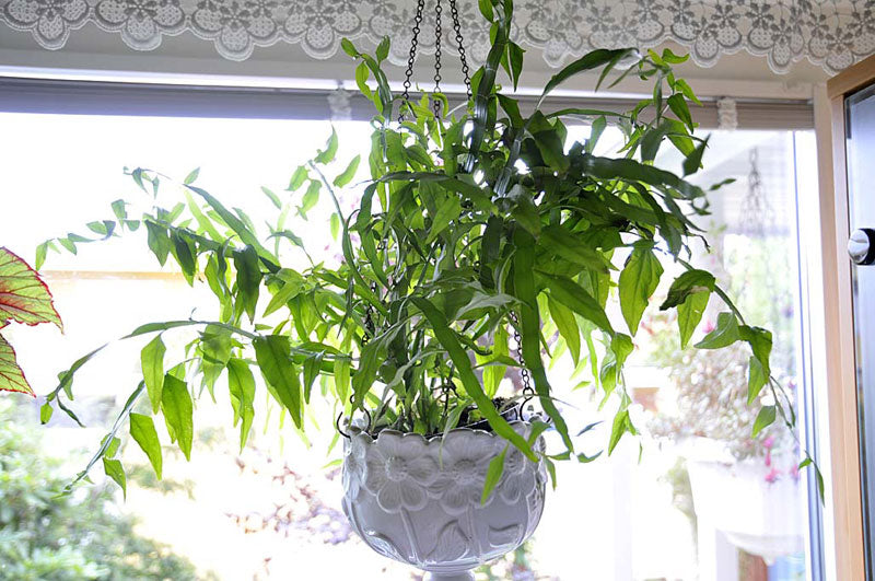 Rembuske (Homalocladium platycladum) med platta, ledade gröna stjälkar – tålig krukväxt från Salomonöarna (Polygonaceae) som trivs ljust, klarar sol och skugga och vill ha jämn fukt.