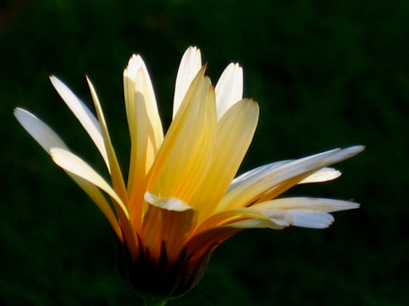 Ringblomma i sensommar – direktsådd i skuggig trädgård, ett lyckat frö- och försåddsprojekt som ger blomsterprakt även för Fröhatare.