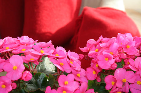 Röd julbegonia (Begonia x cheimantha) – månadens blomma i december; klassisk svensk julkrukväxt, ljust och svalt placerad med jämn fuktighet för lång, färgstark blomning.