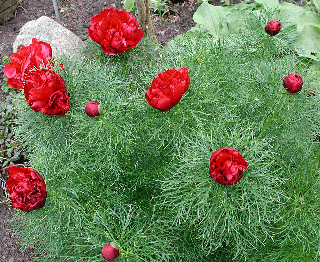 Röd dubbel dillpion (Paeonia tenuifolia ’Plena’) med finflikiga dilliknande blad – skillnad mot herrgårdspion (Paeonia × hybrida); mörkröd blomma, härdig pion