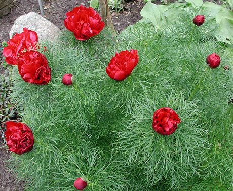 Röd dubbel dillpion (Paeonia tenuifolia ’Plena’) med finflikiga dilliknande blad – skillnad mot herrgårdspion (Paeonia × hybrida); mörkröd blomma, härdig pion