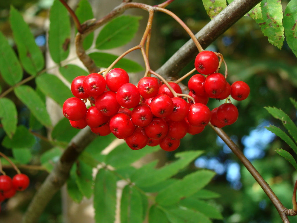 Röda rönnbär på rönn (Sorbus aucuparia) i höstfärger – härdig E-planta för odlingszon 8; bär för rönnbärsgelé, sylt och rönnrecept; frostbitna bär mildare; vintermat för fåglar.