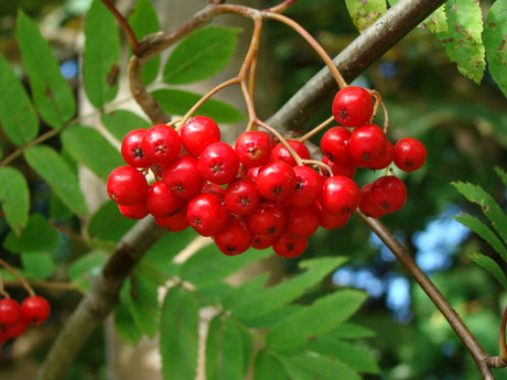 Röda rönnbär på rönn (Sorbus aucuparia) i höstfärger – härdig E-planta för odlingszon 8; bär för rönnbärsgelé, sylt och rönnrecept; frostbitna bär mildare; vintermat för fåglar.