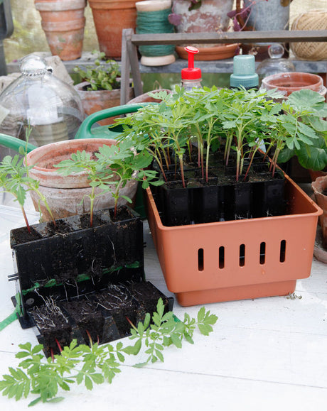 Rootmaster från Nelson Garden – självbevattnande, öppningsbart minidrivhus i återvunnen, närproducerad plast med luftbeskärande pluggceller; vinnare av Elmia Garden Award 2014.