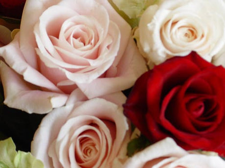 Rosa rosor i romantisk bukett, perfekt att kombinera med ranunkler (Ranunculus asiaticus/Ranunculus x arendsii) – snittblommor för våren med lång hållbarhet i vas, vackra i kruka och rabatt