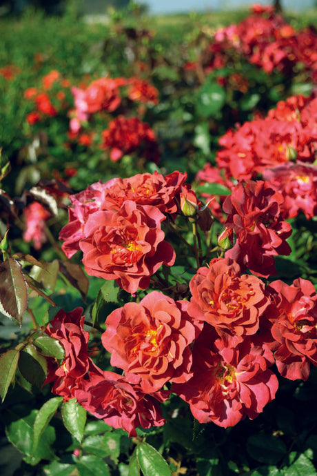Klaseblommande rabattros ’Cinco de Mayo’ (Floribunda) – halvfyllda blommor i terracotta till purpur, mörkgröna glänsande blad, kompakt buskigt växtsätt, svag doft, kontinuerlig sommarblomning, härdig zon 3 i rabatt.
