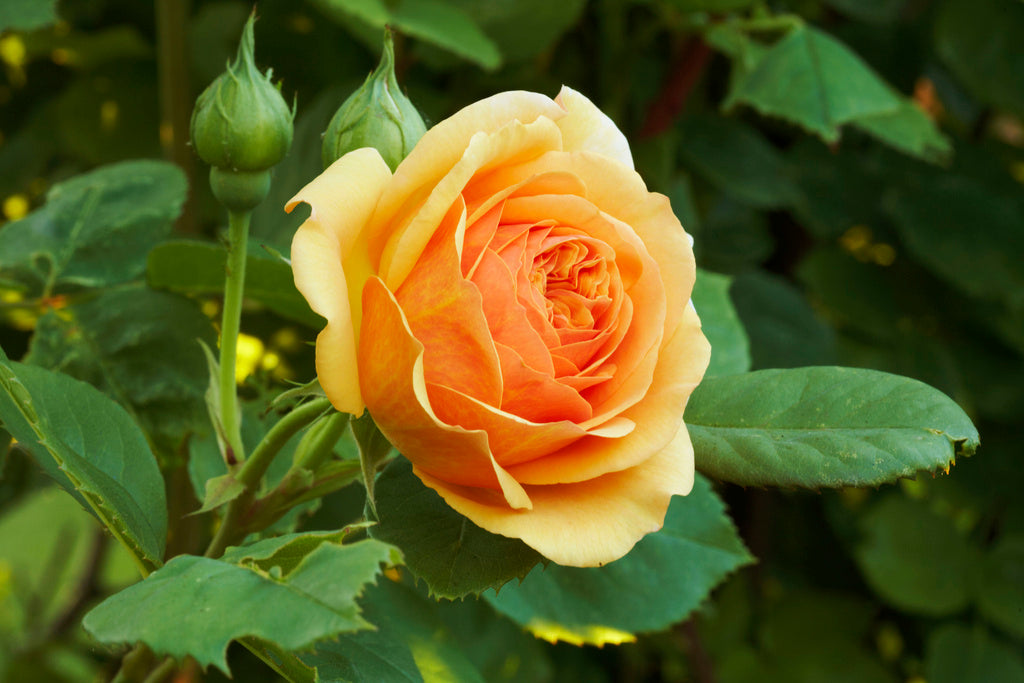 Blommande rosor i Fredriksdals rosarium under Rosdagar 2012 i Helsingborg – Fredriksdal museer och trädgårdar, doftvandring med Mischa Billing och rosexpertis av Lars Åke Gustavsson.