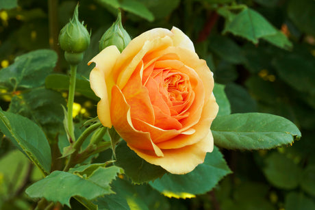 Blommande rosor i Fredriksdals rosarium under Rosdagar 2012 i Helsingborg – Fredriksdal museer och trädgårdar, doftvandring med Mischa Billing och rosexpertis av Lars Åke Gustavsson.