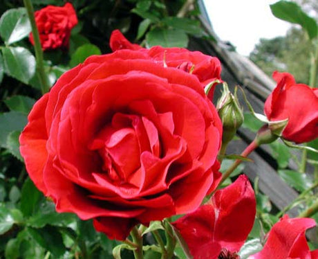 Flammentanz klätterros i svensk trädgård – karminröda, stora fyllda klasblommor; härdig Kordesii (zon 1–6), rikblommande juni–juli, sjukdomsresistent för vägg, pergola och spaljé.