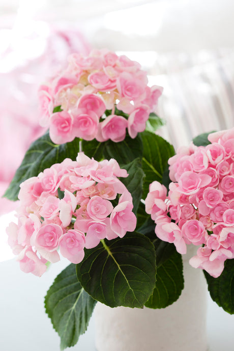 Rosa hortensia i pastellfärger som lyser upp fönsterbrädan – en av årets första blomsterfavoriter tillsammans med azalea, engelsk pelargon, fönsterviva och höstbegonia.