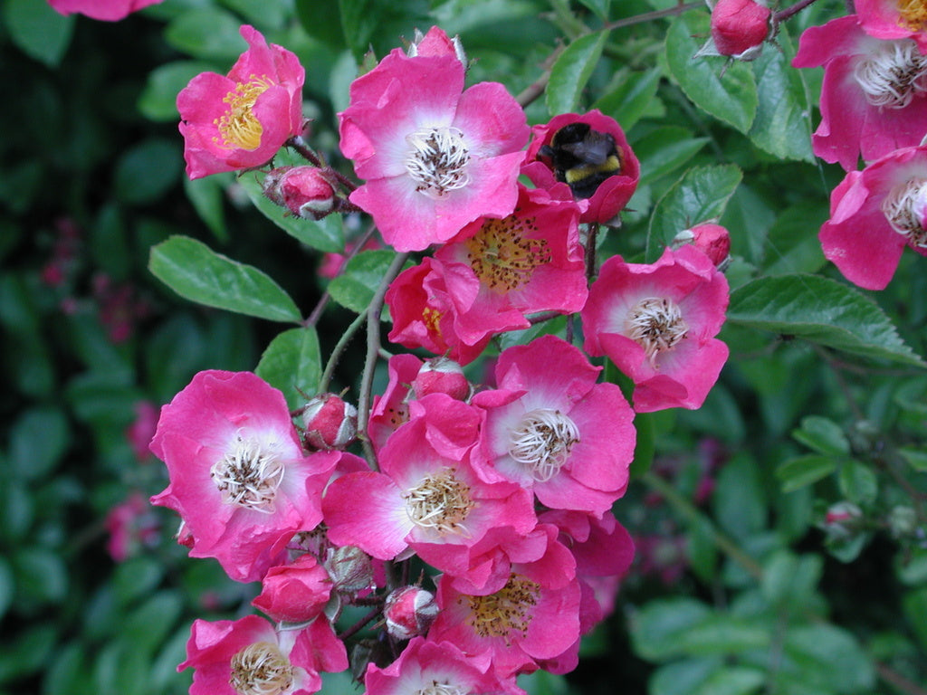 Klätterros ’Maria Liesa’ med mörkrosa små, enkla blommor i rikliga klasar på nästan tagglösa skott – multiflora för pergola, klättrar upp till 4 m, härdig zon 3.