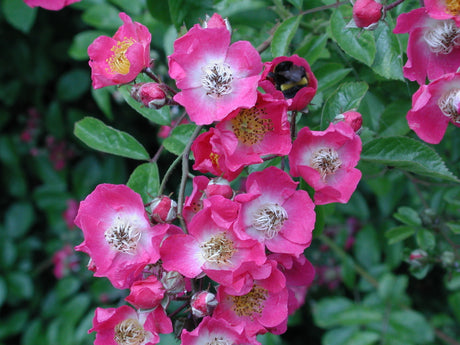 Klätterros ’Maria Liesa’ med mörkrosa små, enkla blommor i rikliga klasar på nästan tagglösa skott – multiflora för pergola, klättrar upp till 4 m, härdig zon 3.