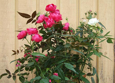 Rosa 'Vit Morsdag' – småblommig rosa-vit krukros, klassisk morsdagsros för Mors dag; vacker present att plantera i trädgården, tålig sort som klarar zon 3.