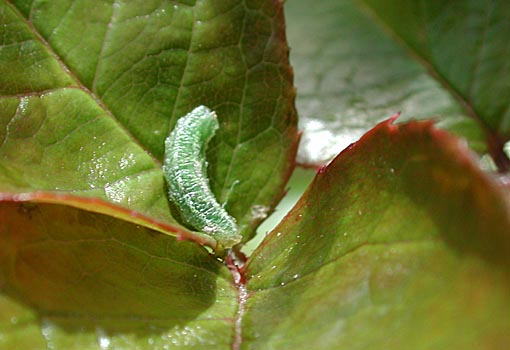Larv av rosenbladsstekel i inrullat rosenblad skadedjur på rosor bekämpning med handplockning, kemikaliefritt och nematoder.
