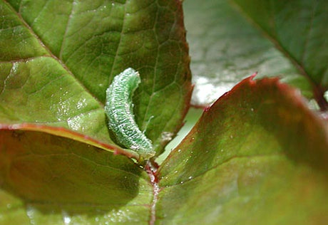 Larv av rosenbladsstekel i inrullat rosenblad skadedjur på rosor bekämpning med handplockning, kemikaliefritt och nematoder.