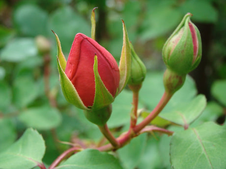 Rosenknopp; så lyckas du med barrotade rosor: plantera i solig och luftig plats, väldränerad lerhaltig jord (pH 5,5–6,0), okuleringsknöl 10–15 cm, vattna och gödsla med benmjöl, vinterskydd med granris.