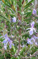 Rosmarin (Rosmarinus officinalis, Labiatae) – flerårig kryddväxt med barrliknande vintergröna blad och ljusblå blommor; odlas i kruka, soligt och väldränerat; utmärkt grillkrydda till kött, vilt och kyckling