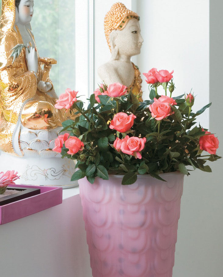 Rosor – ätbara blommor där kronbladen kan användas till kanderade blommor, blommande isbitar och som dekoration i bakverk och desserter; välj obesprutade krukväxter.