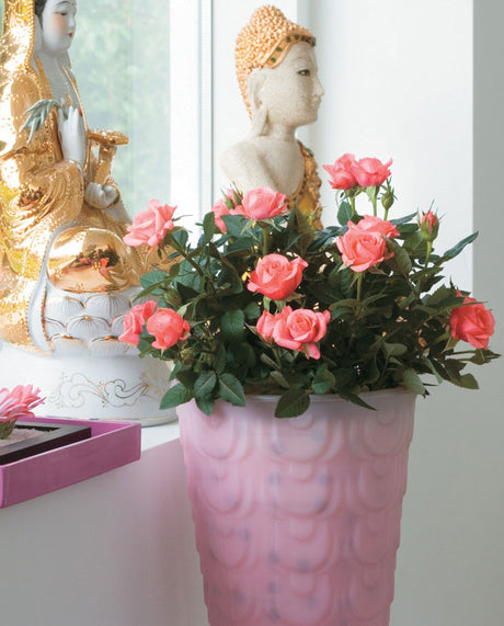 Rosor – ätbara blommor där kronbladen kan användas till kanderade blommor, blommande isbitar och som dekoration i bakverk och desserter; välj obesprutade krukväxter.