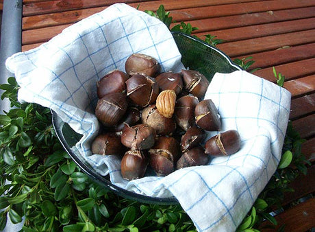 Roasted chestnuts in the oven: edible chestnuts (Castanea sativa) on coarse salt, a warm autumn treat from Skåne, Sweden — how to roast chestnuts, not horse chestnuts.