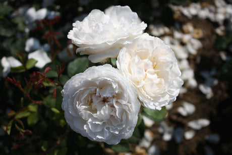 Ausgreens Winner – snövita, tätt fyllda rosor; remonterande och skuggtålig buskros (zon 5) med mild doft, ibland svagt rosa från Mary Rose. Perfekt att plantera på tidig höst i häck, rabatt eller kruka.
