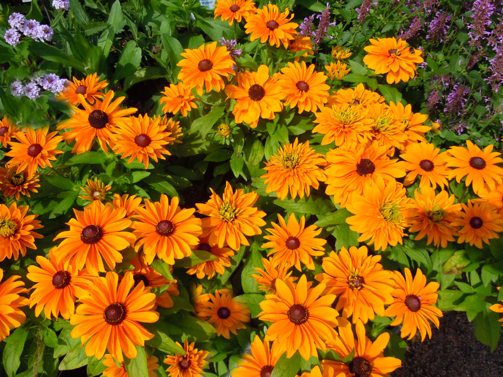 Rudbeckia hirta ’Tiger Eye Gold’ (sommarrudbeckia) i färgtemat Fruktmognad vid Spegeldammen, Göteborgs botaniska trädgård – sensommarens varma guldgula och rödbruna nyanser.