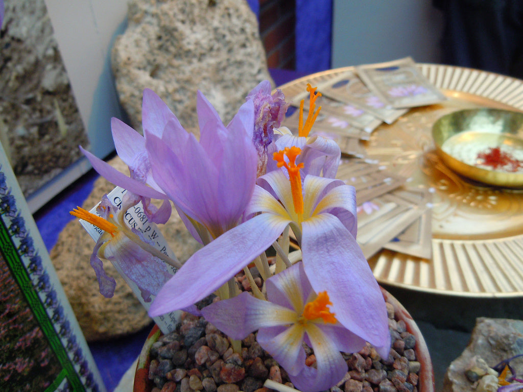 Äkta saffran från Crocus sativus: röda pistiller i lila krokusblomma – världens dyraste krydda. Spanskt saffran som lyxkrydda; skörd främst i Iran. Förväxla inte med safflor.