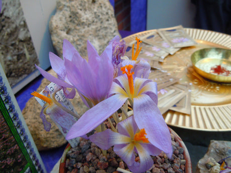 Äkta saffran från Crocus sativus: röda pistiller i lila krokusblomma – världens dyraste krydda. Spanskt saffran som lyxkrydda; skörd främst i Iran. Förväxla inte med safflor.