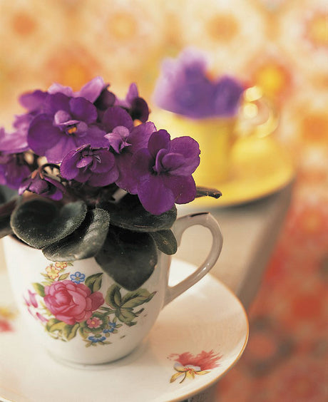 Saintpaulia – klassisk krukväxt med hjärtformade blad och blålila blommor; kompakt inomhusväxt för ljus placering utan direkt sol, trivs med hög luftfuktighet och vattning på fat.