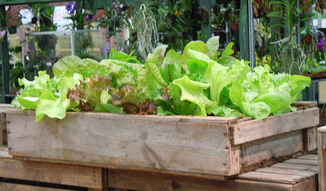 Sallatsodling i fisklåda: containerodling av sallat (Lactuca sativa) – huvudsallat, romansallat och plocksallat – i köksträdgård; skillnaden mellan sallad (maträtt) och sallat (växt).