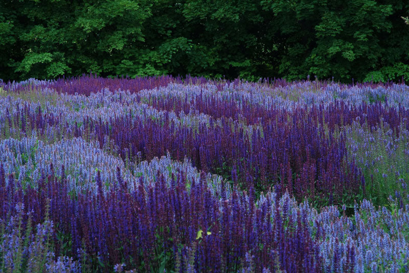 Salviafloden i Drömparken, Enköping – stäppsalvia (Salvia nemorosa) som strukturväxt i vågformade stråk; blå/violetta blomspiror, Piet Oudolf-design, massverkan i solig, väldränerad rabatt.