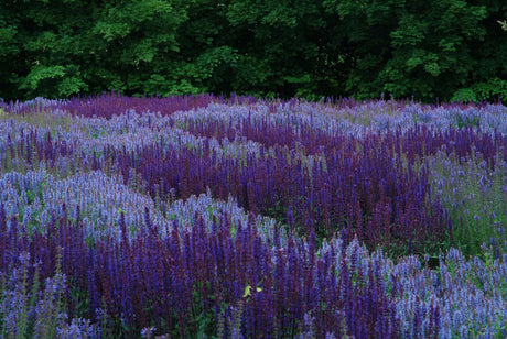 Salviafloden i Drömparken, Enköping – stäppsalvia (Salvia nemorosa) som strukturväxt i vågformade stråk; blå/violetta blomspiror, Piet Oudolf-design, massverkan i solig, väldränerad rabatt.