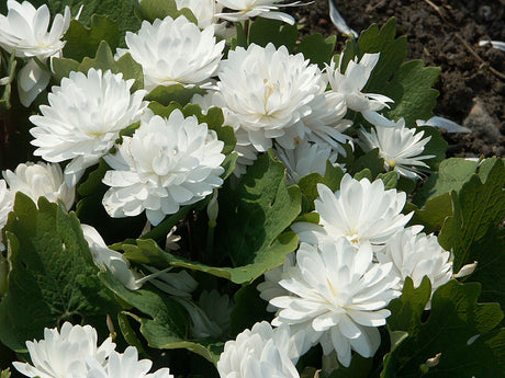 Blodört (Sanguinaria canadensis 'Flore Pleno') med vita fyllda vårblommor i skuggrabatt – skuggtålig perenn för blommande rabatt i skugga och woodland i mullrik, fuktig jord.