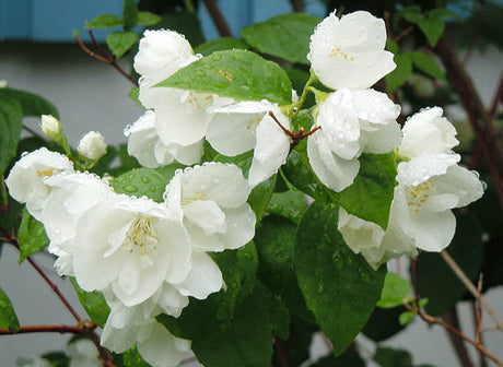 Schersmin i regnet – doftschersmin (Philadelphus coronarius) med vita, väldoftande blommor på försommaren i svensk trädgård, ofta felaktigt kallad jasmin (Jasminum) och ett tydligt exempel på skillnaden mellan jasmin och schersmin.