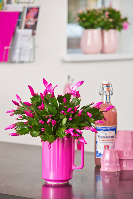 Rosafärgad blommande Schlumbergera (höstkaktus) som inomhusväxt för grön inredning – dekorera med växter, Floradania-inspiration.
