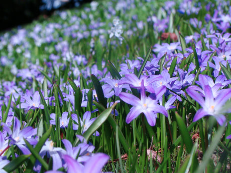 Vårstjärna (Scilla) i kruka – lasagneplantering av vårlökar med krokus och narciss för lång blomning; lecakulor för dränering och benmjöl – Odla.nu