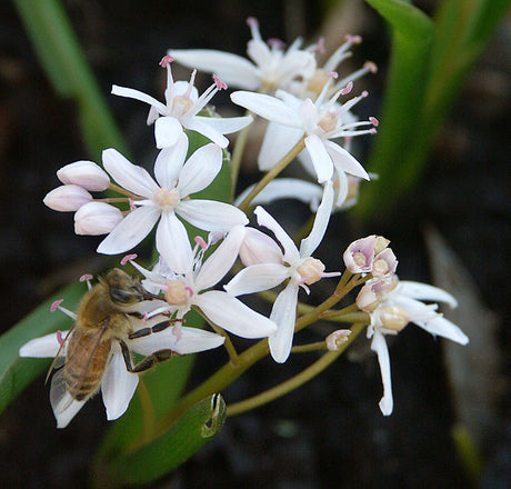 Scilla bifolia alba – vit tidig blåstjärna med matgäst; exempel på latinska färgtermer i växtnamn (alba = vit) som guidar trädgårdsdesign och växtkombinationer.