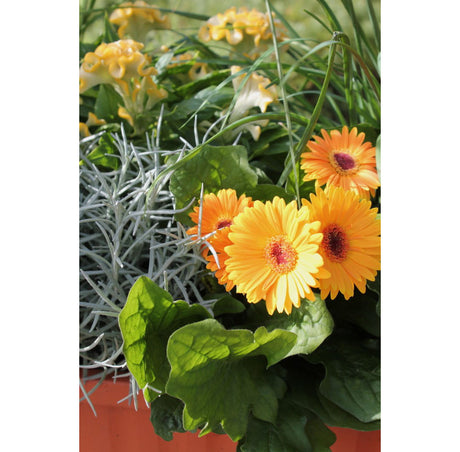 Sensommar och höstplantering i krukor och rabatter med perenner: cyklamen, alunrot, Kalanchoe (höstglöd/våreld) och prydnadsgräs – Höstfägring; plantera tätare i svalt höstklimat.