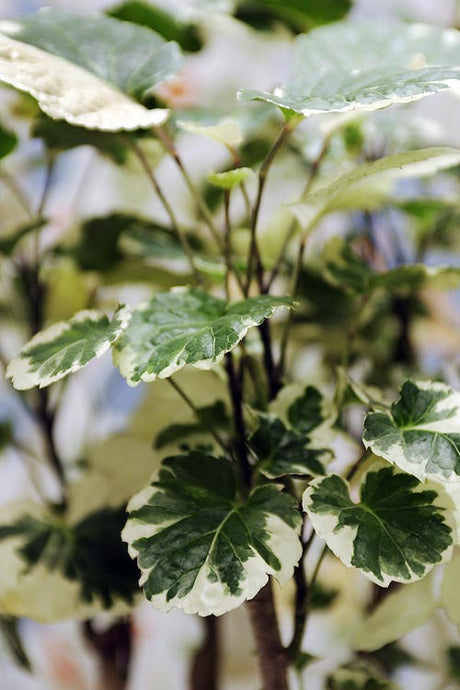 Silveraralia (Polyscias scutellaria) – dekorativ krukväxt från Nya Kaledonien med glänsande, rundade blad och ljusa kanter; trivs ljust/halvskugga, hög luftfuktighet och kalkfritt vatten.